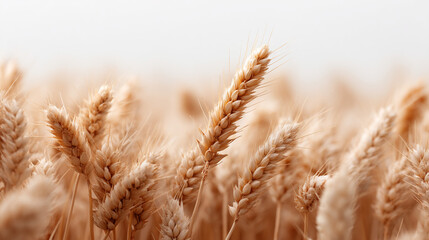 Wheat field golden harvest close up photography agriculture farm grain ripe cereal crop nature background