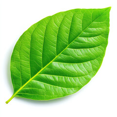 Obraz premium Vibrant green leaf showcasing intricate texture and natural beauty, highlighting its lush appearance and organic charm