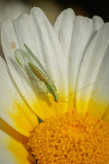 Green lacewing sitting on white and yellow daisy flower petals