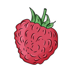 Bright and colorful illustration of a juicy raspberry with a stem, enhanced with shadows and highlights for a volumetric effect. Suitable for food packaging, cookbooks, kitchen decor, branding project