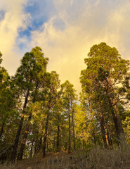 Fototapeta premium View from a hiking trail through the pine forest above the La Quinta and Taucho villages at sunset in Tenerife,Canary Islands,Spain.