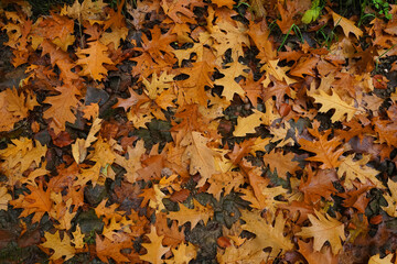 Herbstlaub in unterschiedlichen Wäldern
