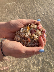 Handful of Seashells and Sand on the Beach