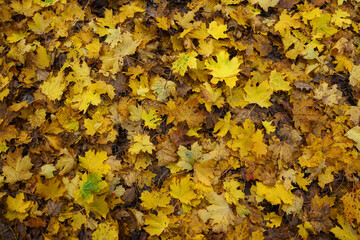 Waldboden übersät mit gelbblätterigem Ahorn - Wald im Sauerland, NRW