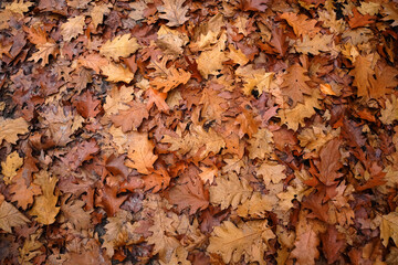 Waldboden übersät mit Eichenlaub - Herbstfarben in einem Wald im Sauerland, NRW