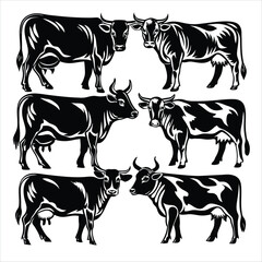 black and white cows