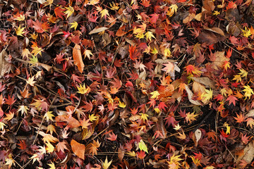 Laub des Japanischen Ahorn im Herbst - Rombergpark Dortmund, Ruhrgebiet, NRW