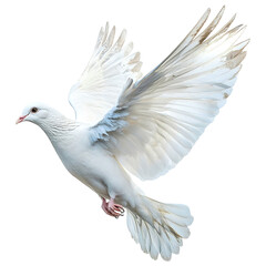 A flying white dove of peace, isolated on clear PNG background