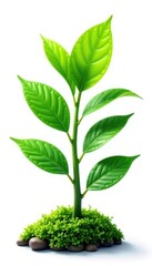 Naklejka premium Leafy green plant isolated on white background with some moss, greenery, nature