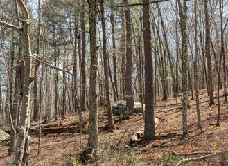 the wilderness of the quabbin reservoir