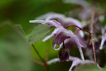 春のピンク色の花　雨に濡れるイカリソウ