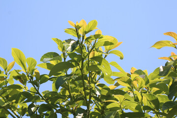 Green young avocado leaf