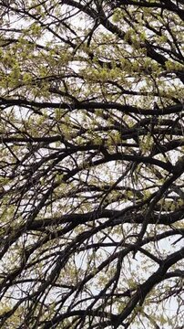 Tree in the forest in spring