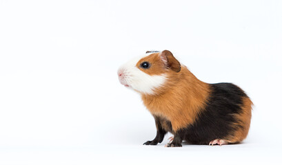 funny guinea pig pet looking sideways on white background
