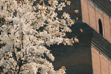 The magnolias beside the Great Wild Goose Pagoda in Xi 'an are in full bloom