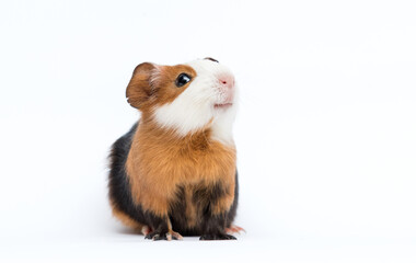 smiling guinea pig pet