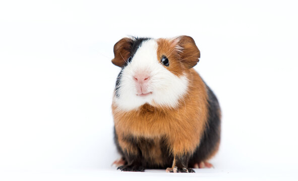 smiling guinea pig pet on white background