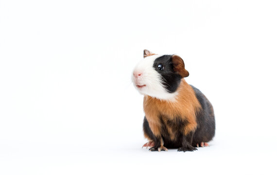 sly smiling guinea pig pet