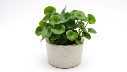 Fototapeta premium Potted Peperomia Plant with Lush Green Leaves Inside Textured Container