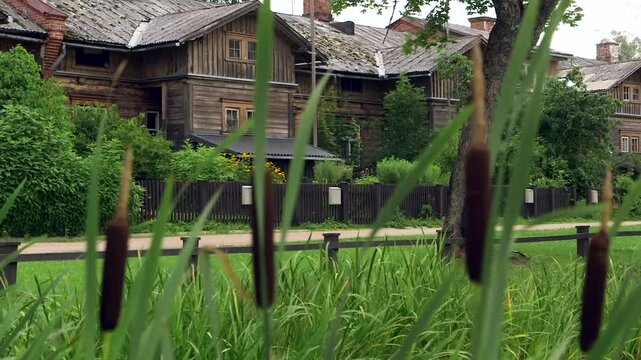 Old Wooden Row Houses in a Beautiful Small Rural Village with Typha. Typha is a Flowering Plants in the Family Typhaceae. Bulrush, Reedmace, Cattail, Punks, Cumbungi, Raupo, Reed.