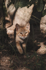 A cat wandering somewhere