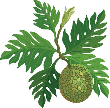 Ripe breadfruit with leaves on a white background, vector illustration.
