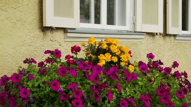 Colorful Flowers at an Old, Renovated Building Under the Windows and Shutters. The Garden Pansy is a Type of Polychromatic Large-Flowered Hybrid Plant Cultivated as a Garden Flower.