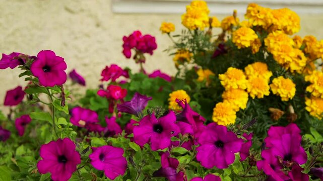 Colorful Flowers at an Old, Renovated Building Under the Windows and Shutters. The Garden Pansy is a Type of Polychromatic Large-Flowered Hybrid Plant Cultivated as a Garden Flower.