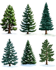 Obraz premium illustrations of various trees, leaves, grasses, and botanical elements on white background.