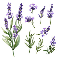 illustrations of various trees, leaves, grasses, and botanical elements on white background.