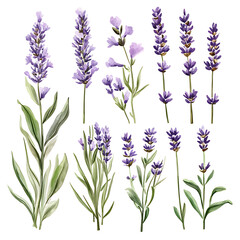 Obraz premium illustrations of various trees, leaves, grasses, and botanical elements on white background.