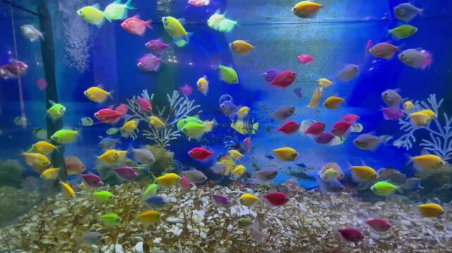 Colorful Glofish Swimming in a Home Aquarium. footage of various Glofish with vivid colors gracefully moving within a domestic aquarium setting.