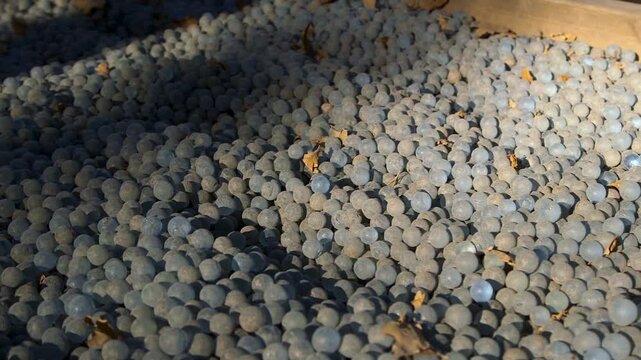 Barefoot Men Walk Along a Path of Glass Marbles. Feet are Full of Nerve Endings that are Connected to Many Organs in the Body. Stimulating These Points Improves Health.