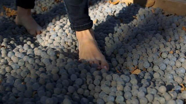 Barefoot Men Walk Along a Path of Glass Marbles. Feet are Full of Nerve Endings that are Connected to Many Organs in the Body. Stimulating These Points Improves Health.