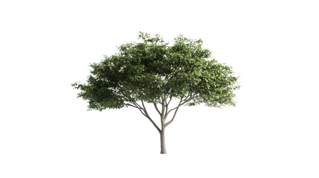 Isolated Pine Tree on White Background - Tranquil Nature Scene for Graphic Designers and Creatives