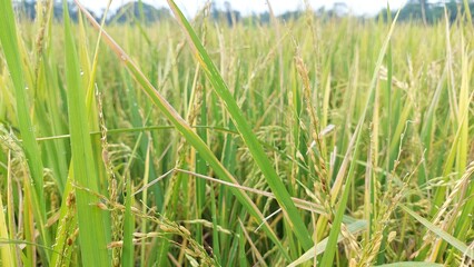 Ripe rice field in close up