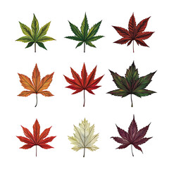 Fototapeta premium illustrations of various trees, leaves, grasses, and botanical elements on white background.