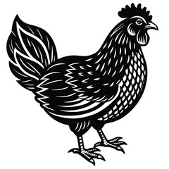 Adobe Illustrator ArtworkChicken Vector Illustration in Pen and Ink Isolated on White
