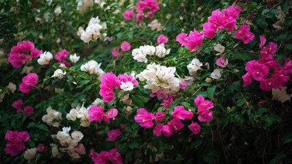 Fototapeta premium Bush of bougainvillea with pink and white flowers in full bloom. A natural beauty.