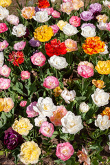 Beautiful bright colorful multicolored yellow, white, red, purple, pink blooming tulips on a large flowerbed in the city garden or flower farm field in springtime. Spring flower background. 