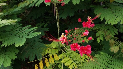 Bright red and orange flowers of the Caesalpinia pulcherrima plant, commonly known as Peacock Flower or Dwarf Poinciana, blooming against a lush green foliage background in natural outdoor lighting.