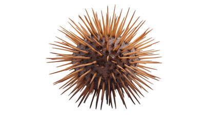 Sleek Urchin Seashell Isolated on White Background for Professional Design Projects