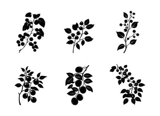 Rowan branch. Vector illustration. Black silhouette of a medicinal plant illustration Set