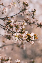 The plum blossoms are in full bloom next to the Great Wild Goose Pagoda in Xi 'an