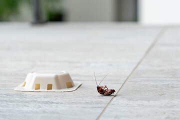 Cockroach caught near pesticide bait on indoor floor tile
