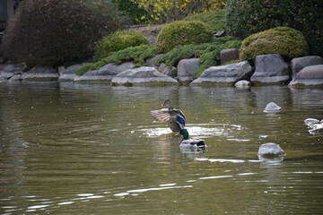 A serene lake that reects the beautiful
sky while ducks glide over it. A verdant
park in the background provides depth and
serene appeal