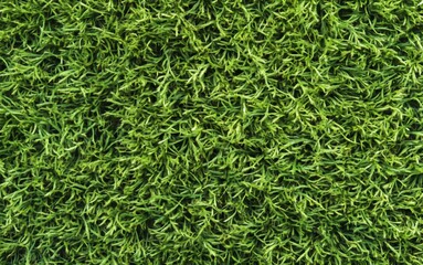 Lush Green Grass Field in Sunlight