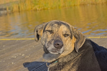 Black and brown shepherd dog with hanging ears, sitting on a quay along the water on a sunny day 
