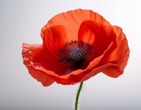 Blume