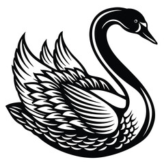 Fototapeta premium Adobe IllustrIllustration of five black swans in different positionsator Artwork